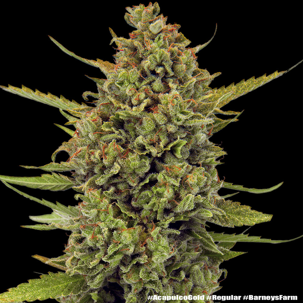 Acapulco Gold - Regular 1