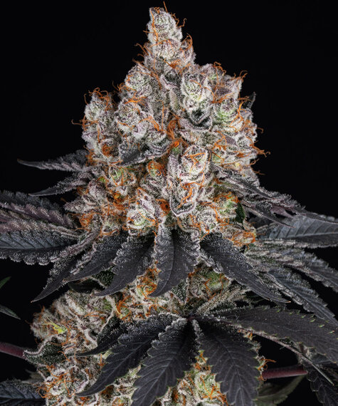 Gelato