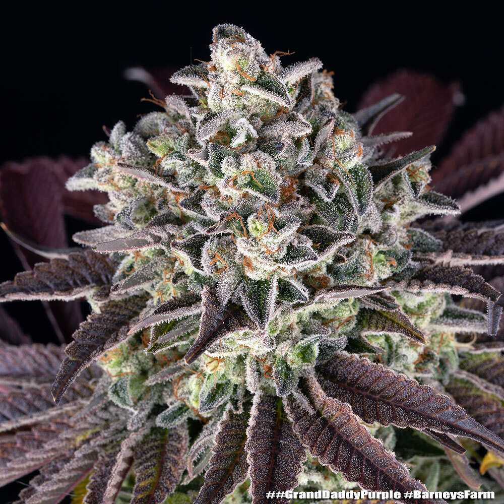 GrandDaddy Purple 10