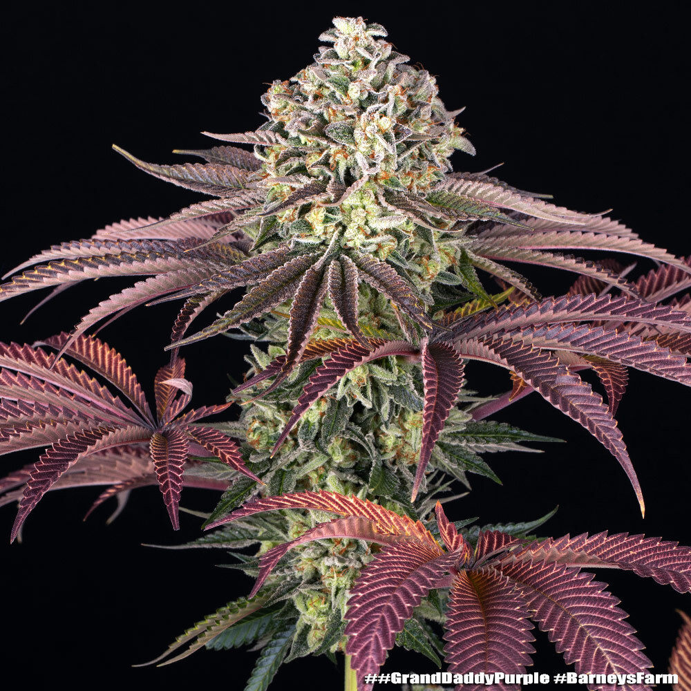 GrandDaddy Purple 3