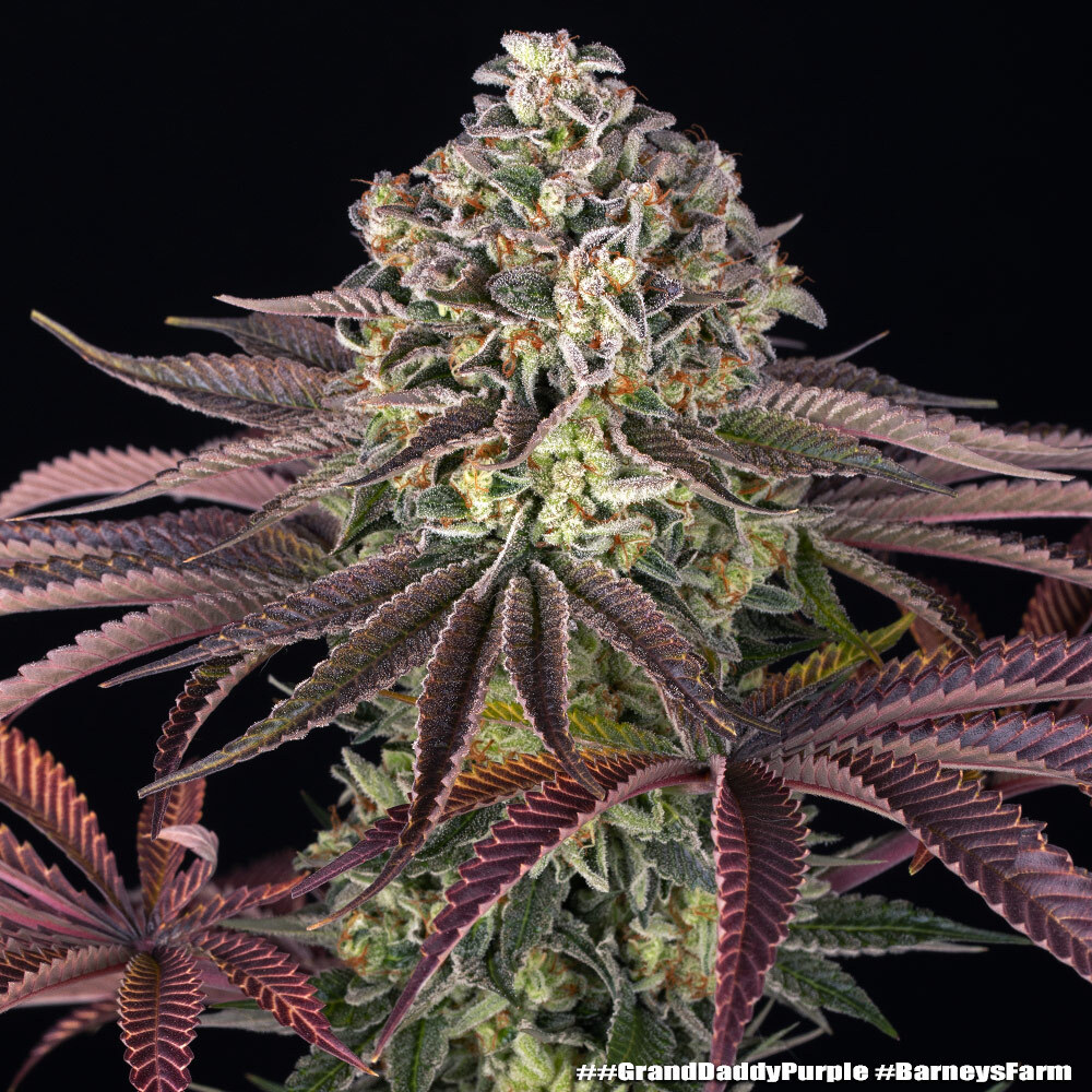 GrandDaddy Purple 4