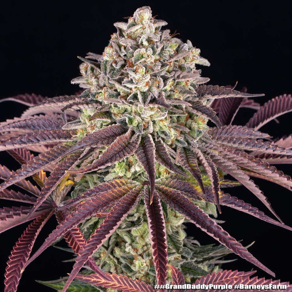 GrandDaddy Purple 9
