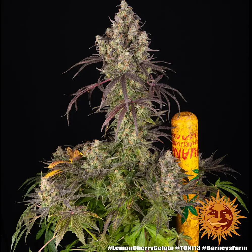 Lemon Cherry Gelato 10