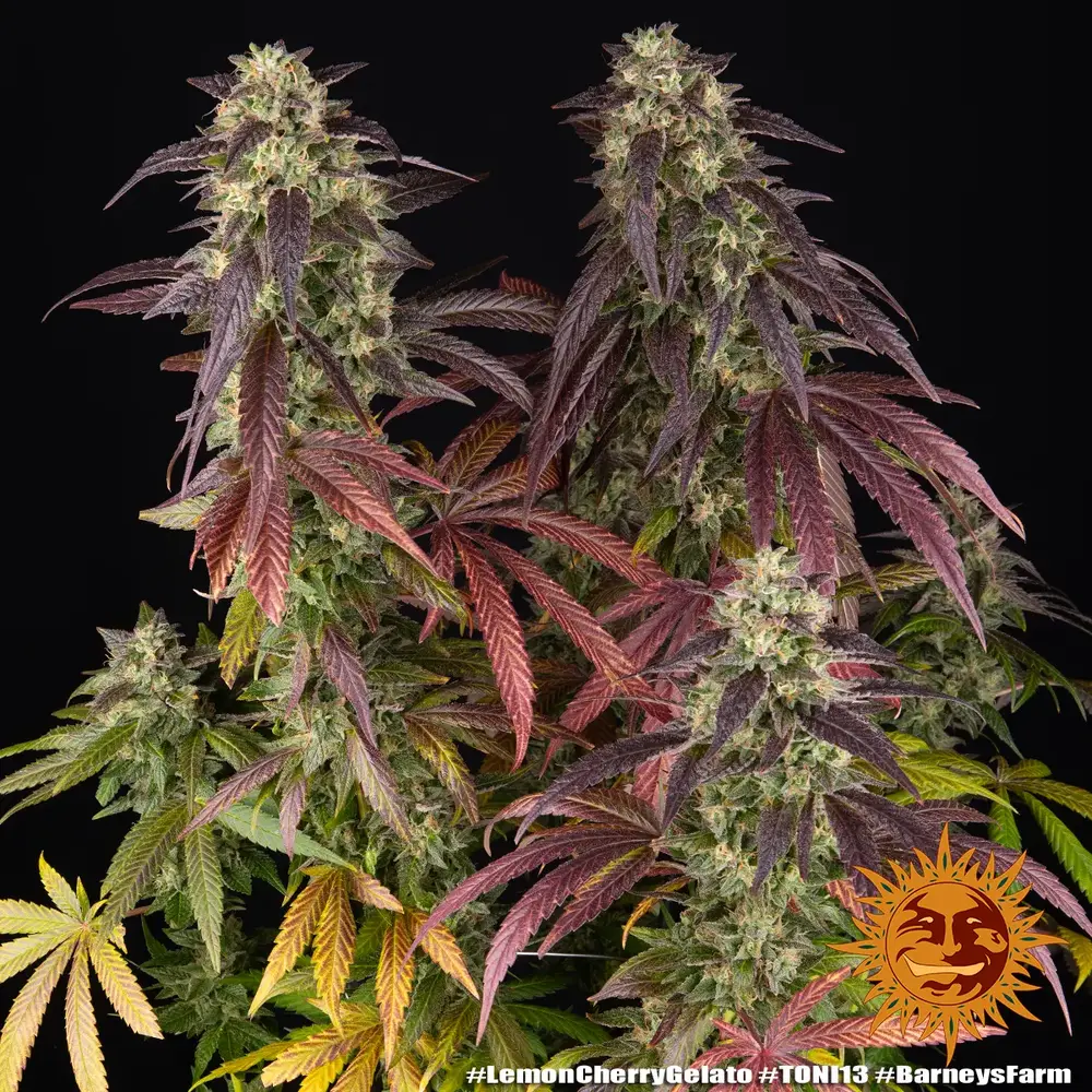 Lemon Cherry Gelato 4