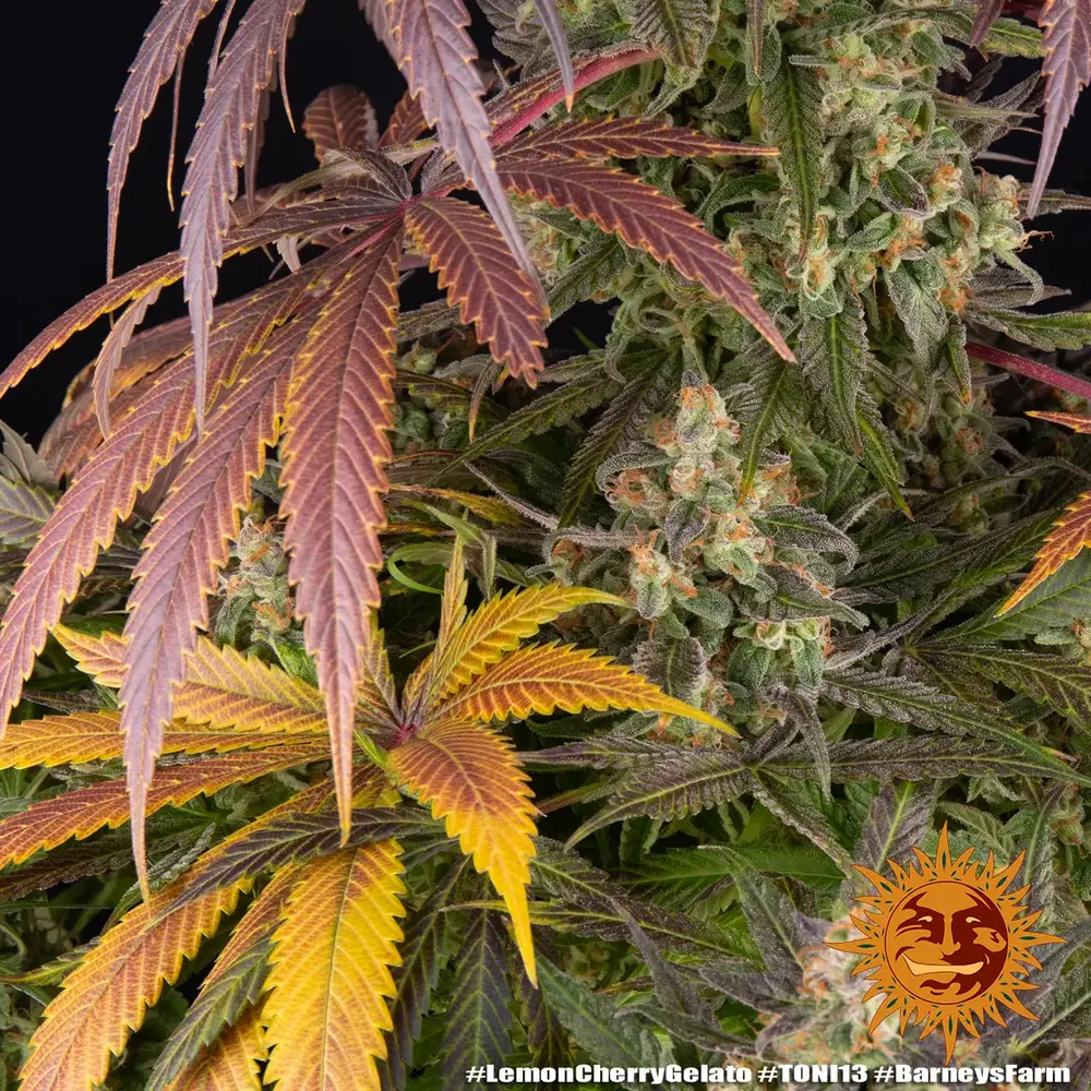 Lemon Cherry Gelato 8