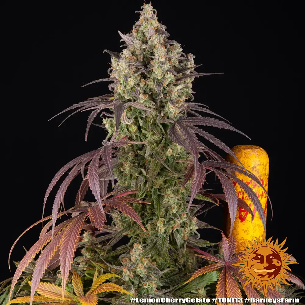 Lemon Cherry Gelato 9