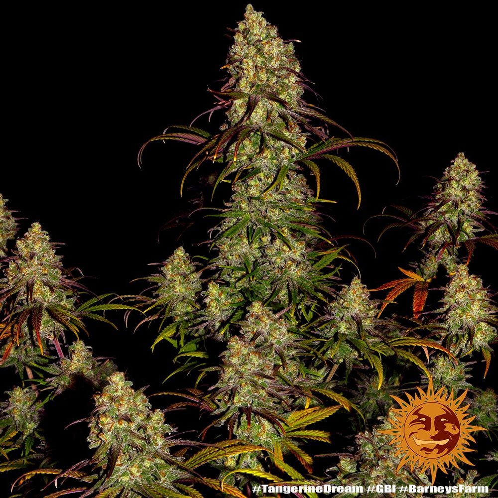 Tangerine Dream 4