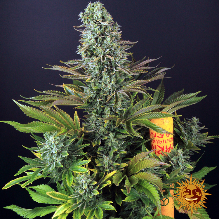 Tropicanna Banana 7