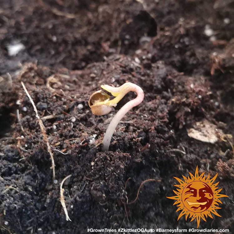 Original Z OG Auto 1