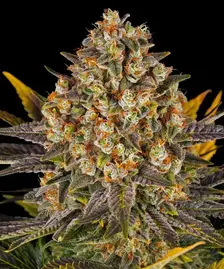 Banana Punch Strain