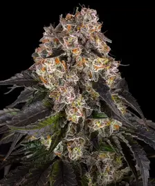 Girl Scout Cookies Strain