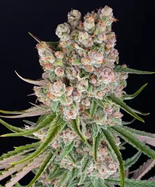 GMO Auto Strain