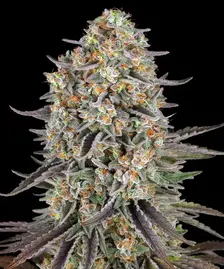 Sour Strawberry Strain