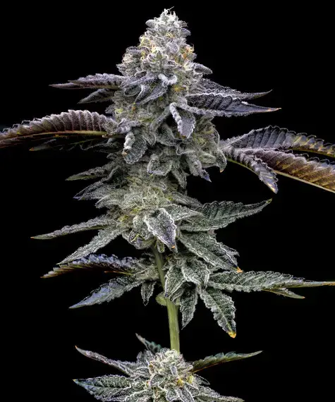 Blue Dream Main Image