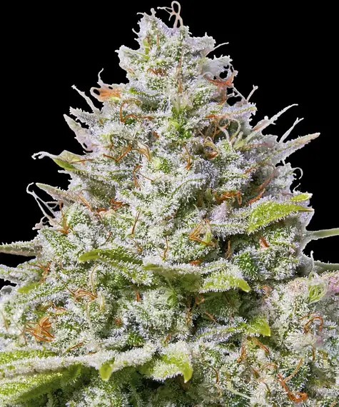 Blue Gelato 41 Main Image