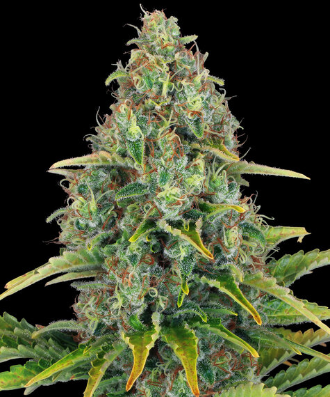 Blueberry Cheese Auto Main Image