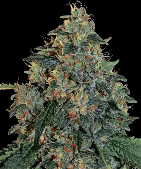 Blueberry OG Main Image