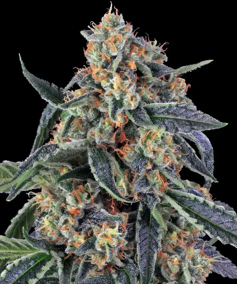 Cookies Kush Main Image