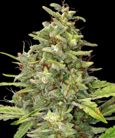 G13 Haze Main Image