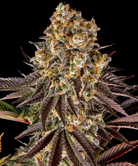 Gelato 45 Main Image