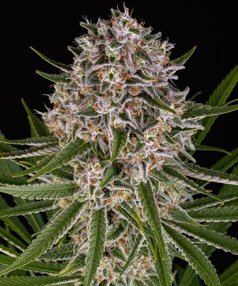 Lemon Haze Auto Main Image