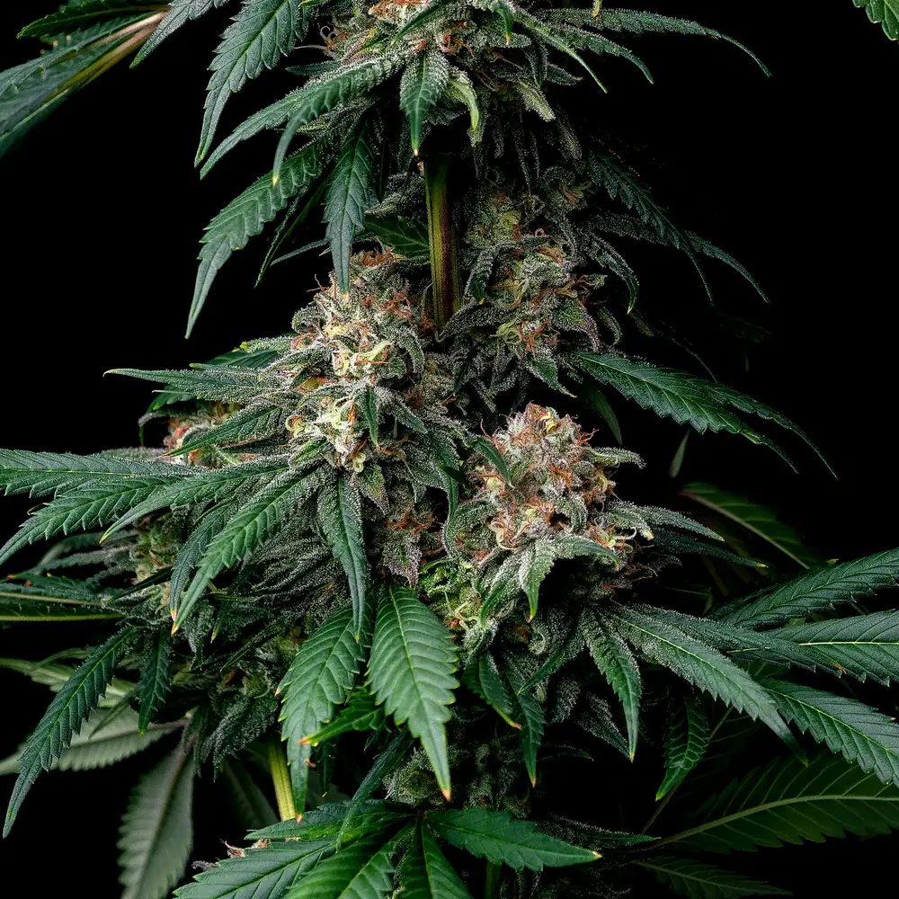 Mendo Breath Strain Seeds | BARNEYS FARM USA