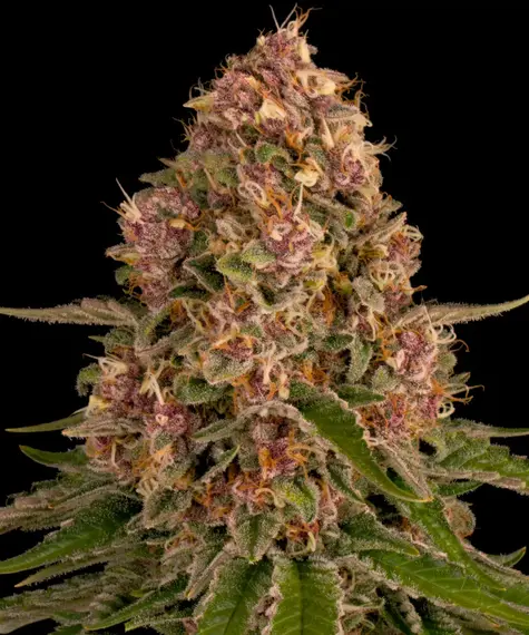 Pink Kush Main Image