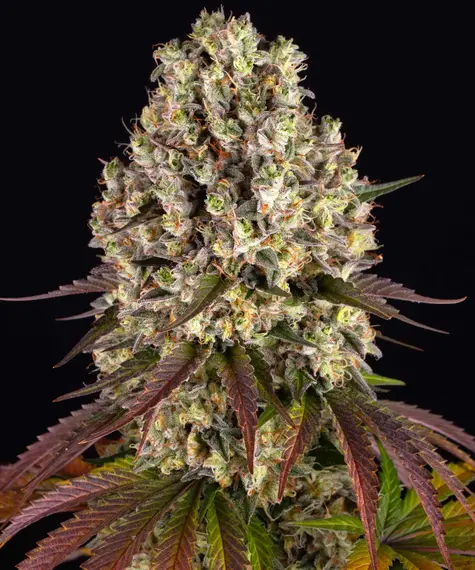 Sour Diesel Main Image