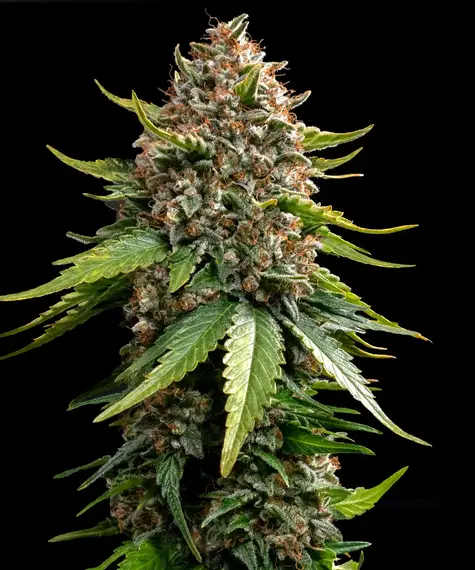 White Widow XXL Auto Main Image